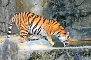 Read more about the article 7 best Tiger Reserves in India
