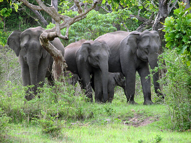 10 Best Attraction in Bandipur Sanctuary
