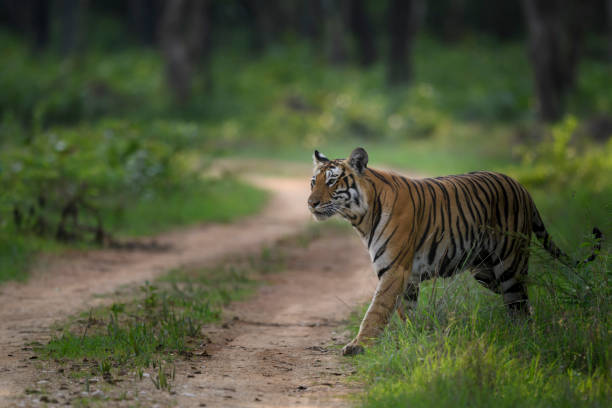 10 Best Attraction in Bandipur Sanctuary