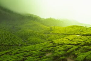 Read more about the article Which part of Kerala is most beautiful?