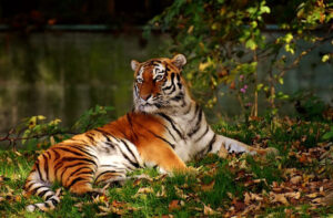 Read more about the article 8 Best Places in Nagarhole National Park
