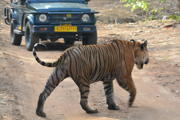 Ranthambore National Park – Wild Heart of Rajasthan