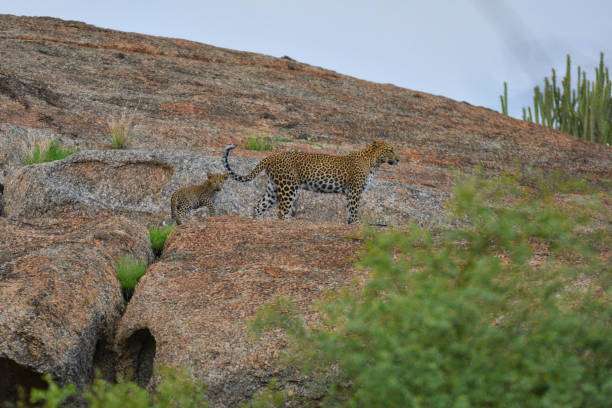 6 thrilling wildlife experiences in India’s jungles