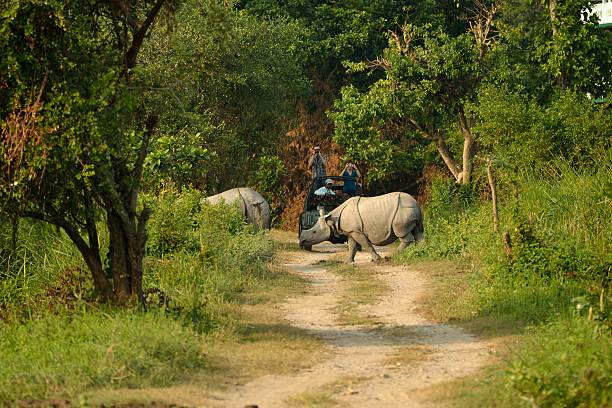 6 thrilling wildlife experiences in India’s jungles
