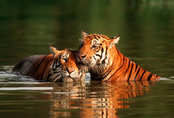 6 thrilling wildlife experiences in India’s jungles