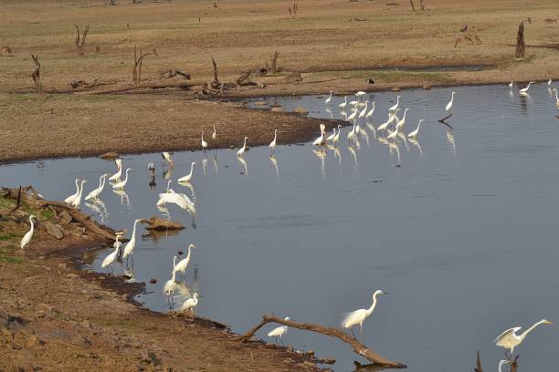 Ranthambore National Park – Wild Heart of Rajasthan