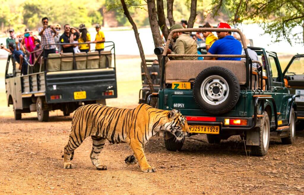 Ranthambore National Park – Wild Heart of Rajasthan
